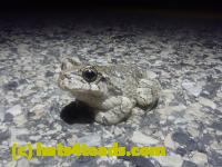 /home//u458753944/public_html/sourcegallery//////Roxborough Toad Detour/2026/2026-04-13/P4131621.JPG